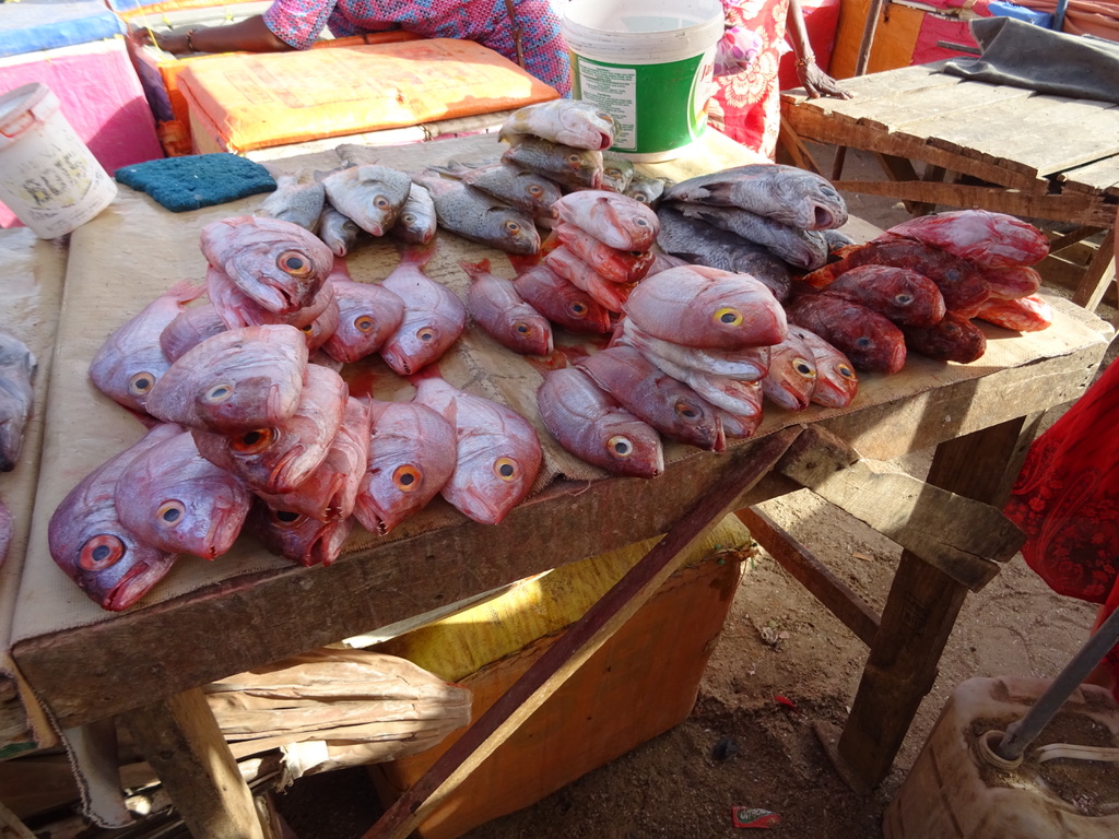 arrivée des pêcheurs à Mbour 